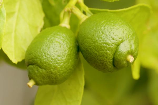 A pair of limes hanging on a vine that look like a pair of breasts