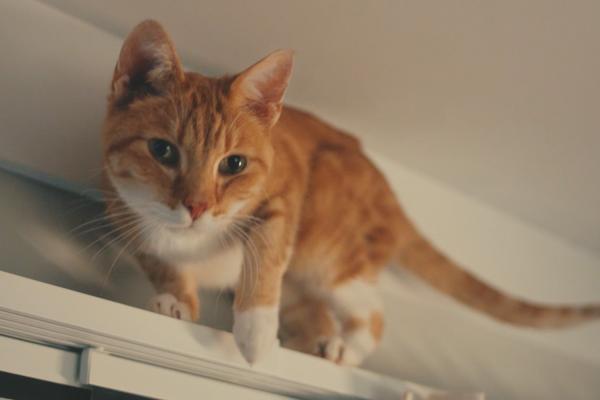 Cat standing atop a curtain rod near the ceiling