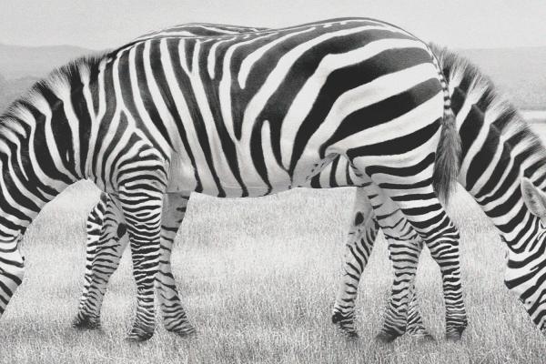 Pencil-drawn image of two zebras facing away from each other against a snowy backdrop