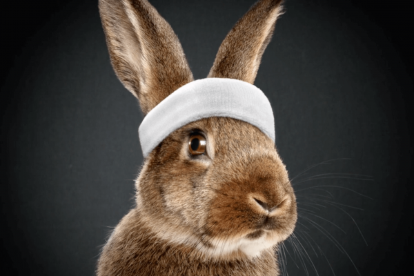 Rabbit Race - Media Markt