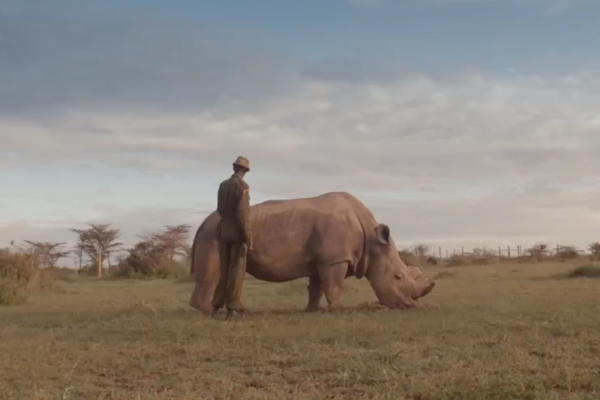 The World's Most Eligible Bachelor - Ol Pejeta Conservancy