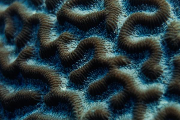 A close-up shot of brain coral, showing its intricate, maze-like ridges and grooves in shades of blue and brown