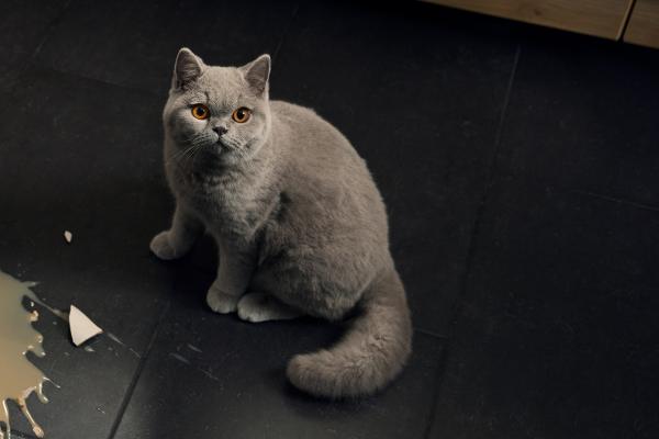 A white cat looking up next to a broken ceramic mug and a spilled beverage