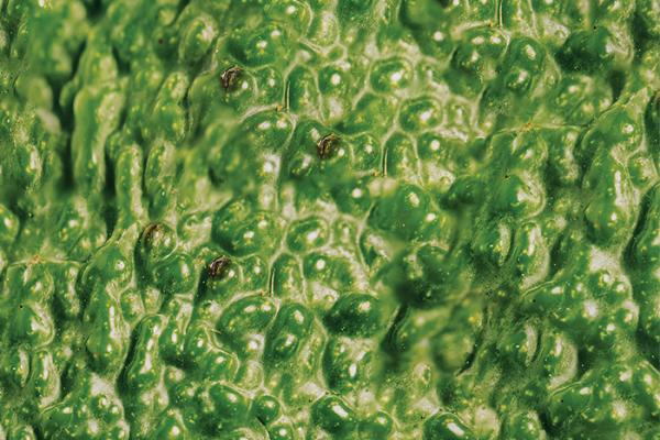 Close up of the skin of an avocado