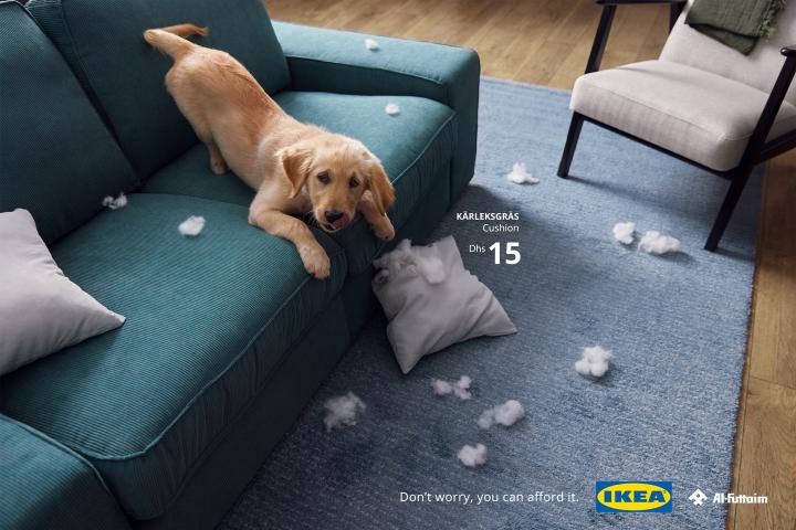 Dog looking up from couch, a pillow on the floor that's been torn open with the insides splayed out