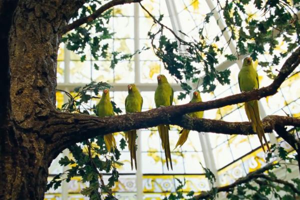Five green birds atop a branch