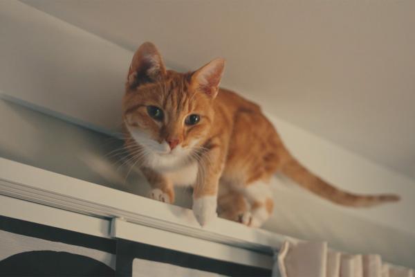 Cat standing atop a curtain rod near the ceiling