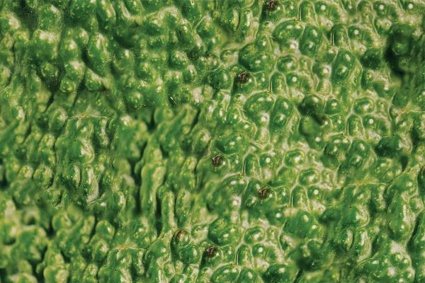 Close up of the skin of an avocado