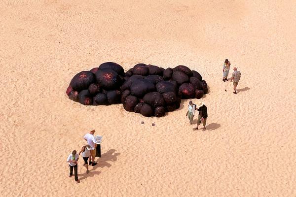 LArge fabric art installation on a beach that depicts a melanoma. People are scattered around the exhibition.