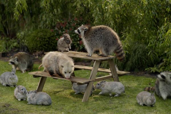 In a lush green garden, a wooden picnic table is surrounded by several grey rabbits, an opossum, and raccoons. One raccoon stands on the table, while the opossum explores the bench.