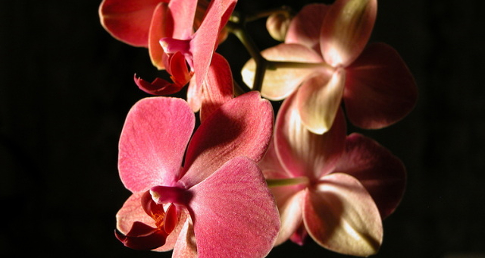 Orchids