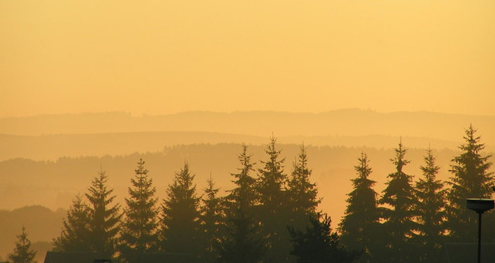 A forest in sunset